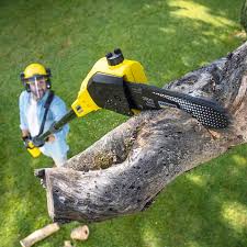 Best Tree Health Inspection  in Benton Heights, MI