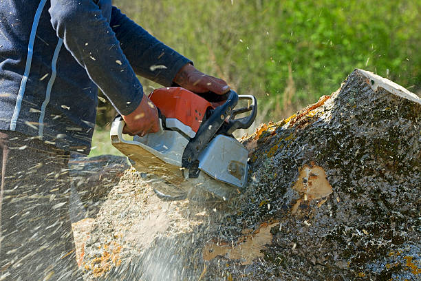 Best Tree and Shrub Care  in Benton Heights, MI